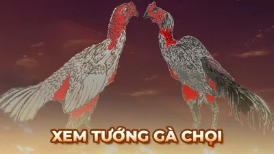 Phương pháp nhận diện tướng gà chọi theo kinh nghiệm sư kê kỳ cựu