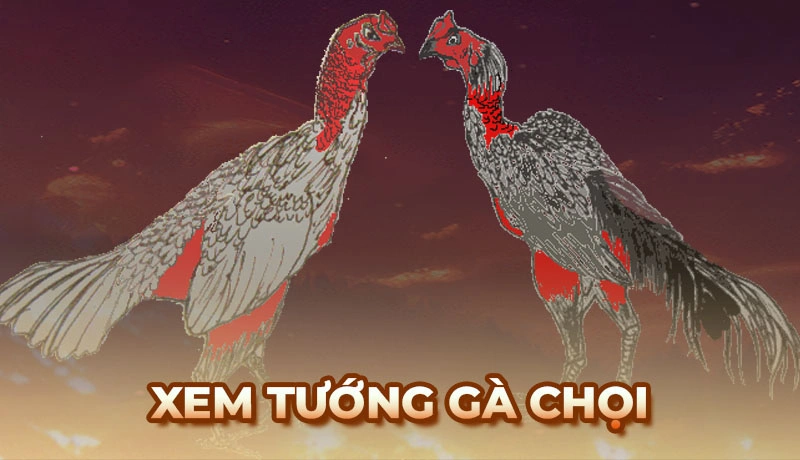 Phương pháp nhận diện tướng gà chọi theo kinh nghiệm sư kê kỳ cựu