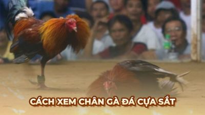 Cách chọn gà chiến qua chân cựa sắt để tìm ra chiến kê mạnh mẽ