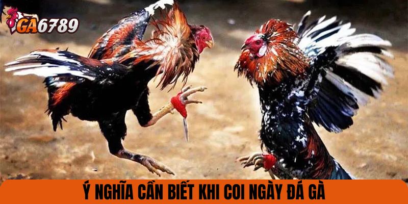 Ý nghĩa cần biết khi coi ngày đá gà